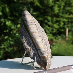 Orthoceras Fossil – 17x8cm geschliffene Platte aus Marokko - Nr. 7
