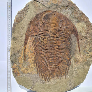 Echter Trilobit Fossil auf Matrix – Naturfund aus Marokko - handpräpariert - 47x42cm - Nr. 7