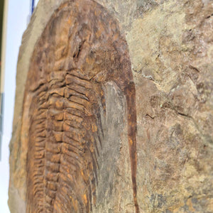Echter Trilobit Fossil auf Matrix – Naturfund aus Marokko - handpräpariert - 47x42cm - Nr. 7