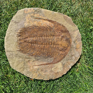 Echter Trilobit Fossil auf Matrix – Naturfund aus Marokko - handpräpariert - 47x42cm - Nr. 7