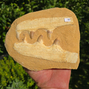 Mosasaurus Kiefer Prognathodon mit originalen Zähnen (Präpariert) – Fossil aus Marokko - 18x15cm - Nr. 80