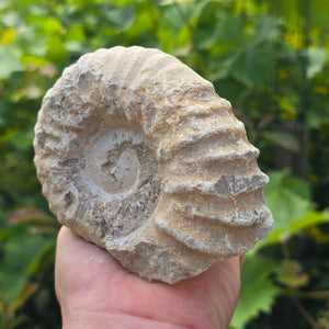 Ammonit - Echtes versteinertes Fossil - 100 Millionen Jahre alt - 12x10x5 cm - NR. 80