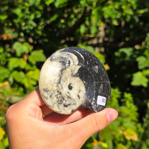 Ammonit - Echtes versteinertes Fossil - 100 Millionen Jahre alt - 8x7 cm - NR. 108