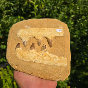 Mosasaurus Kiefer Prognathodon mit originalen Zähnen (Präpariert) – Fossil aus Marokko - 17x17cm - Nr. 81
