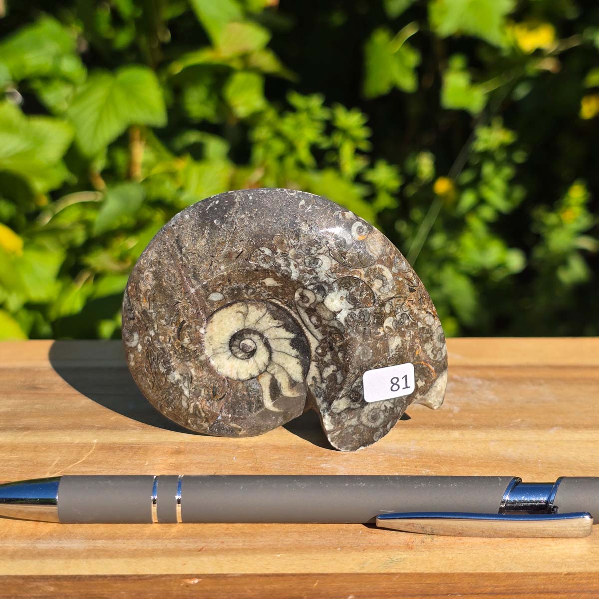 Ammonit - Echtes versteinertes Fossil - 100 Millionen Jahre alt - 8x7 cm - NR. 109