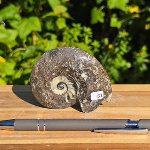 Ammonit - Echtes versteinertes Fossil - 100 Millionen Jahre alt - 8x7 cm - NR. 109