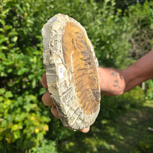 Echter Trilobit Fossil auf Matrix – Naturfund aus Marokko - handpräpariert - 17x14cm - Nr. 81