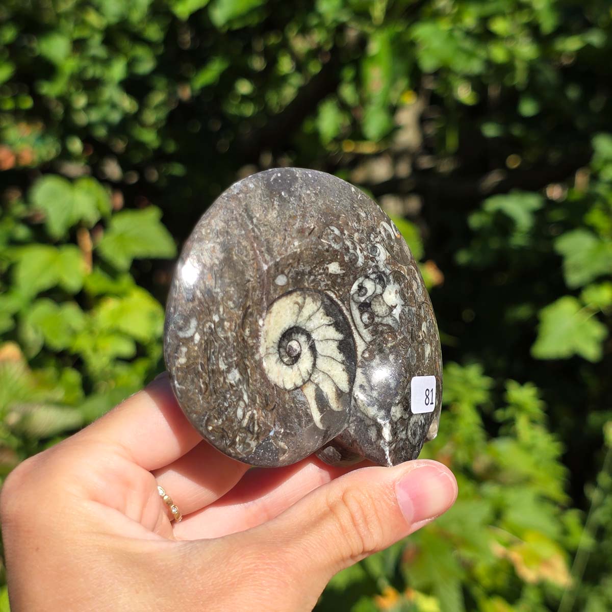 Ammonit - Echtes versteinertes Fossil - 100 Millionen Jahre alt - 8x7 cm - NR. 109