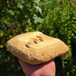 Mosasaurus Kiefer Prognathodon mit originalen Zähnen (Präpariert) – Fossil aus Marokko - 17x17cm - Nr. 81