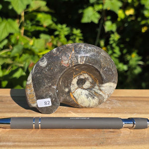 Ammonit - Echtes versteinertes Fossil - 100 Millionen Jahre alt - 9x7 cm - NR. 110