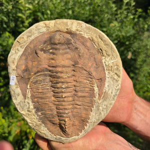 Echter Trilobit Fossil auf Matrix – Naturfund aus Marokko - handpräpariert - 19x18cm - Nr. 82