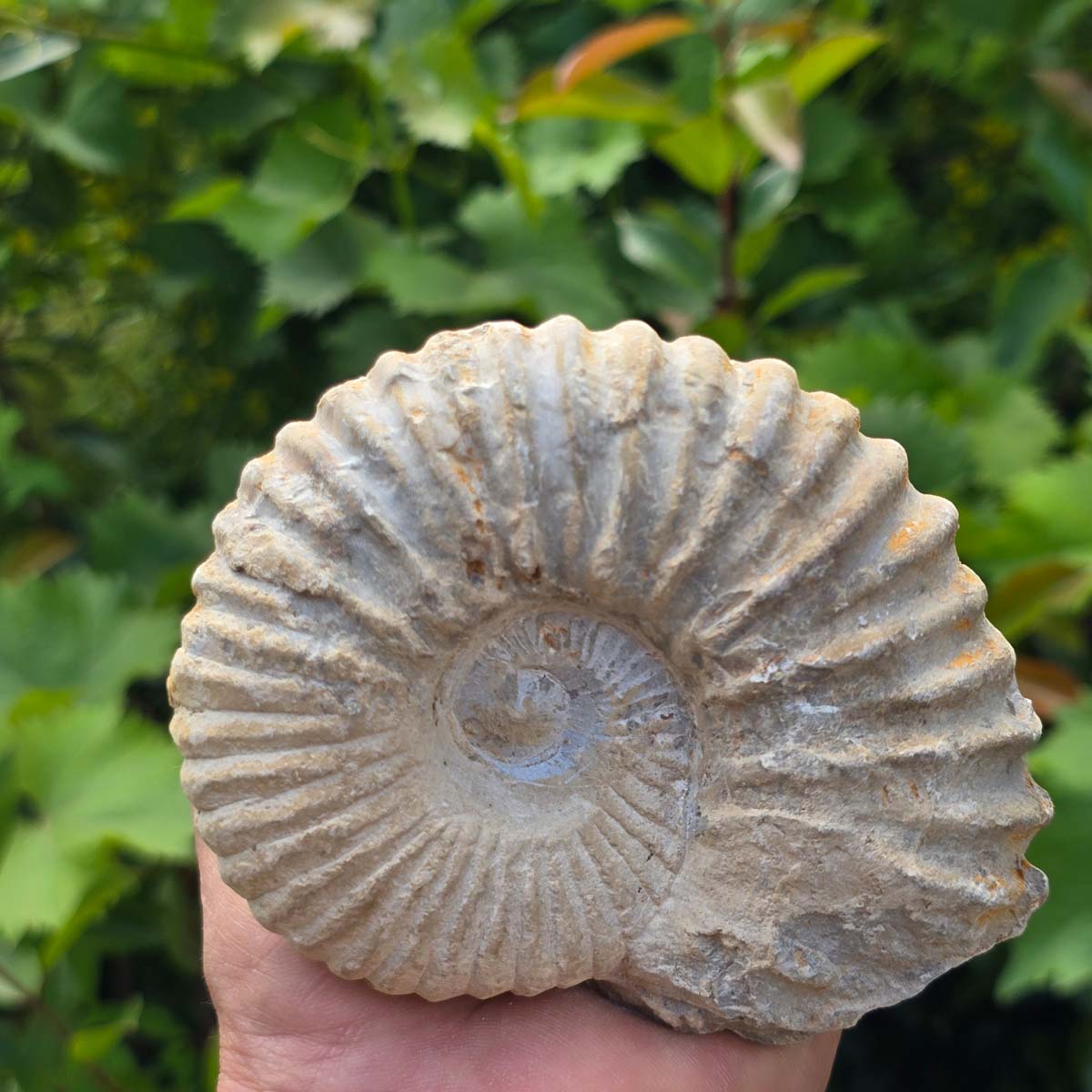 Ammonit - Echtes versteinertes Fossil - 100 Millionen Jahre alt - 12x9x5 cm - NR. 82