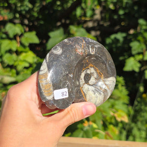 Ammonit - Echtes versteinertes Fossil - 100 Millionen Jahre alt - 9x7 cm - NR. 110