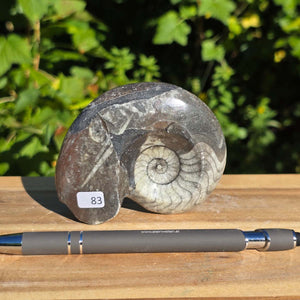 Ammonit - Echtes versteinertes Fossil - 100 Millionen Jahre alt - 9x7 cm - NR. 111
