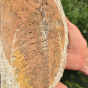 Echter Trilobit Fossil auf Matrix – Naturfund aus Marokko - handpräpariert - 21x16cm - Nr. 83