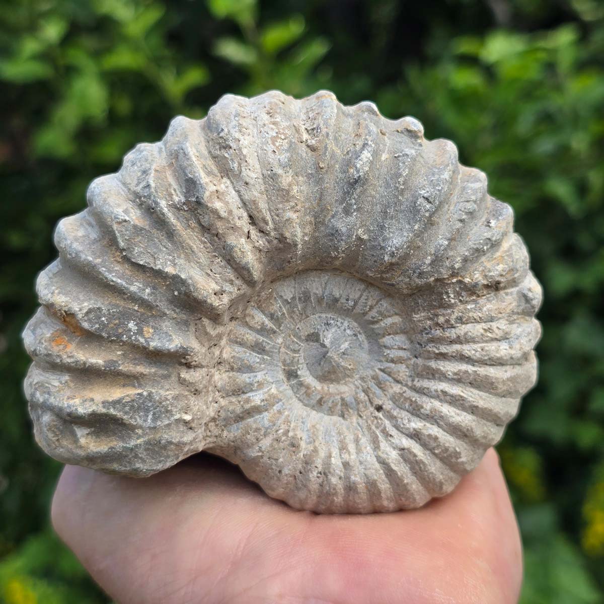 Ammonit - Echtes versteinertes Fossil - 100 Millionen Jahre alt - 11x9x6 cm - NR. 83