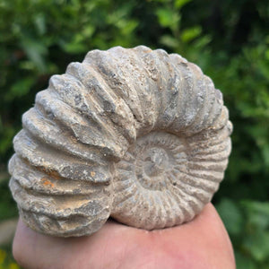 Ammonit - Echtes versteinertes Fossil - 100 Millionen Jahre alt - 11x9x6 cm - NR. 83