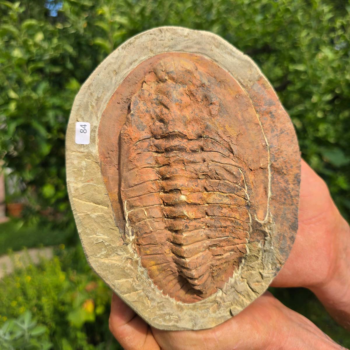 Echter Trilobit Fossil auf Matrix – Naturfund aus Marokko - handpräpariert - 20x15cm - Nr. 84
