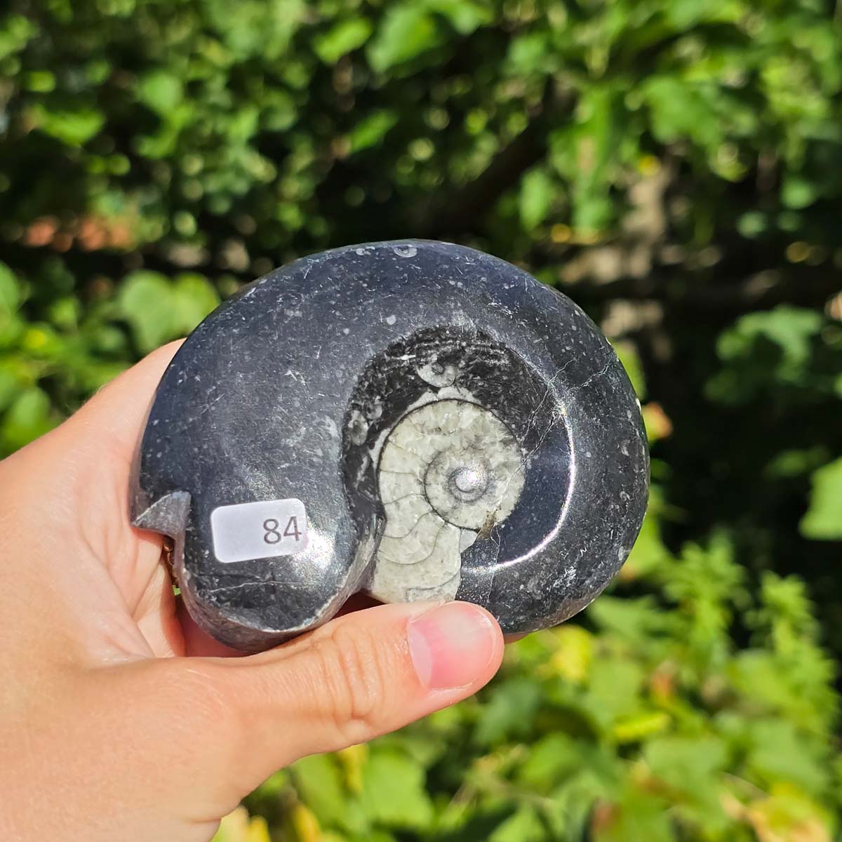 Ammonit - Echtes versteinertes Fossil - 100 Millionen Jahre alt - 9x7 cm - NR. 112