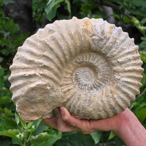 Ammonit - Echtes versteinertes Fossil - 100 Millionen Jahre alt - 25x19x10 cm - NR. 85