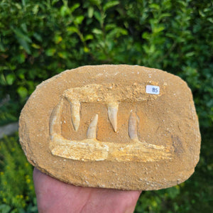 Mosasaurier Kiefer mit originalen Zähnen (Präpariert) – Fossil aus Marokko - 18x15cm - Nr. 85