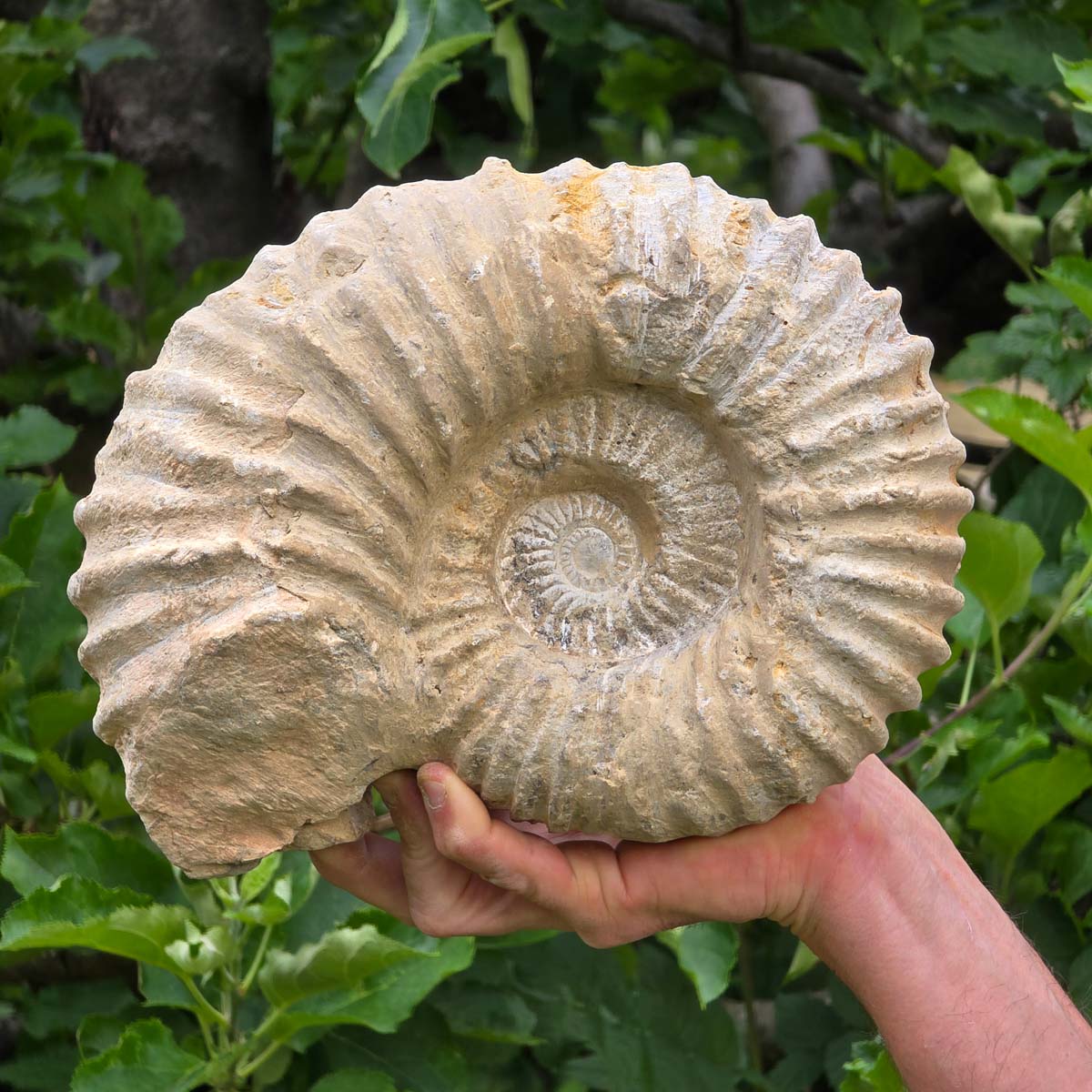 Ammonit - Echtes versteinertes Fossil - 100 Millionen Jahre alt - 25x19x10 cm - NR. 85