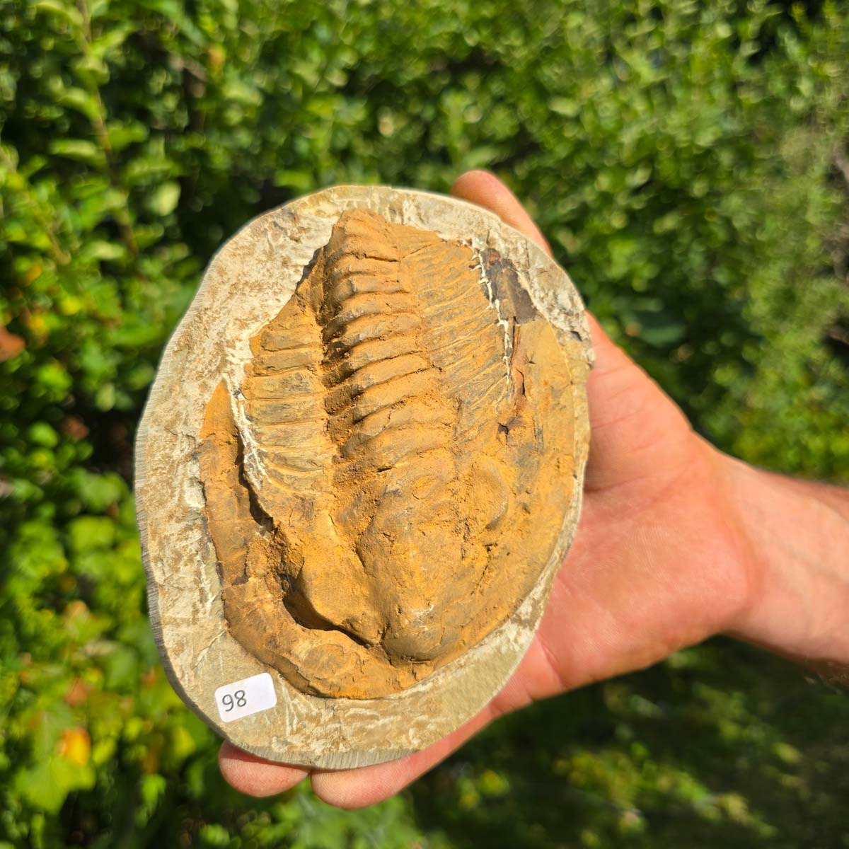 Echter Trilobit Fossil auf Matrix – Naturfund aus Marokko - handpräpariert - 16x12cm - Nr. 86