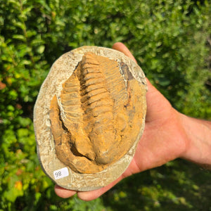 Echter Trilobit Fossil auf Matrix – Naturfund aus Marokko - handpräpariert - 16x12cm - Nr. 86