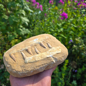 Mosasaurier Kiefer mit originalen Zähnen (Präpariert) – Fossil aus Marokko - 17x13cm - Nr. 86