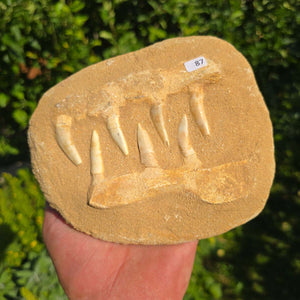 Mosasaurier Kiefer mit originalen Zähnen (Präpariert) – Fossil aus Marokko - 17x14cm - Nr. 87
