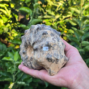 Ammonit - Echtes versteinertes Fossil - 100 Millionen Jahre alt - 14x11x6 cm - NR. 89