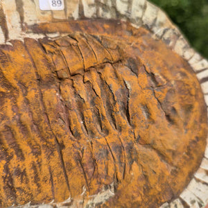 Echter Trilobit Fossil auf Matrix – Naturfund aus Marokko - handpräpariert - 21x16cm - Nr. 89