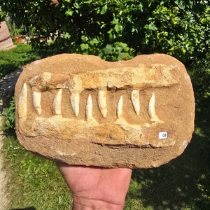 Mosasaurier Kiefer mit originalen Zähnen (Präpariert) – Fossil aus Marokko - 26x17cm - Nr. 8