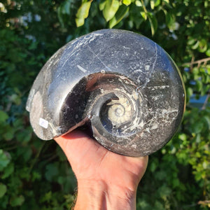 Ammonit - Echtes versteinertes Fossil - 100 Millionen Jahre alt - 18x14 cm - NR. 47