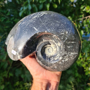 Ammonit - Echtes versteinertes Fossil - 100 Millionen Jahre alt - 18x14 cm - NR. 47