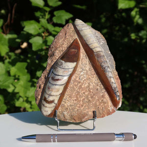 Orthoceras Fossil – 16x12cm geschliffene Platte aus Marokko - Nr. 8