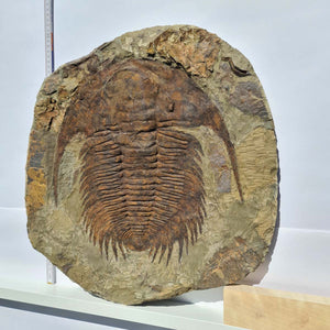 Echter Trilobit Fossil auf Matrix – Naturfund aus Marokko - handpräpariert - 48x48cm - Nr. 8