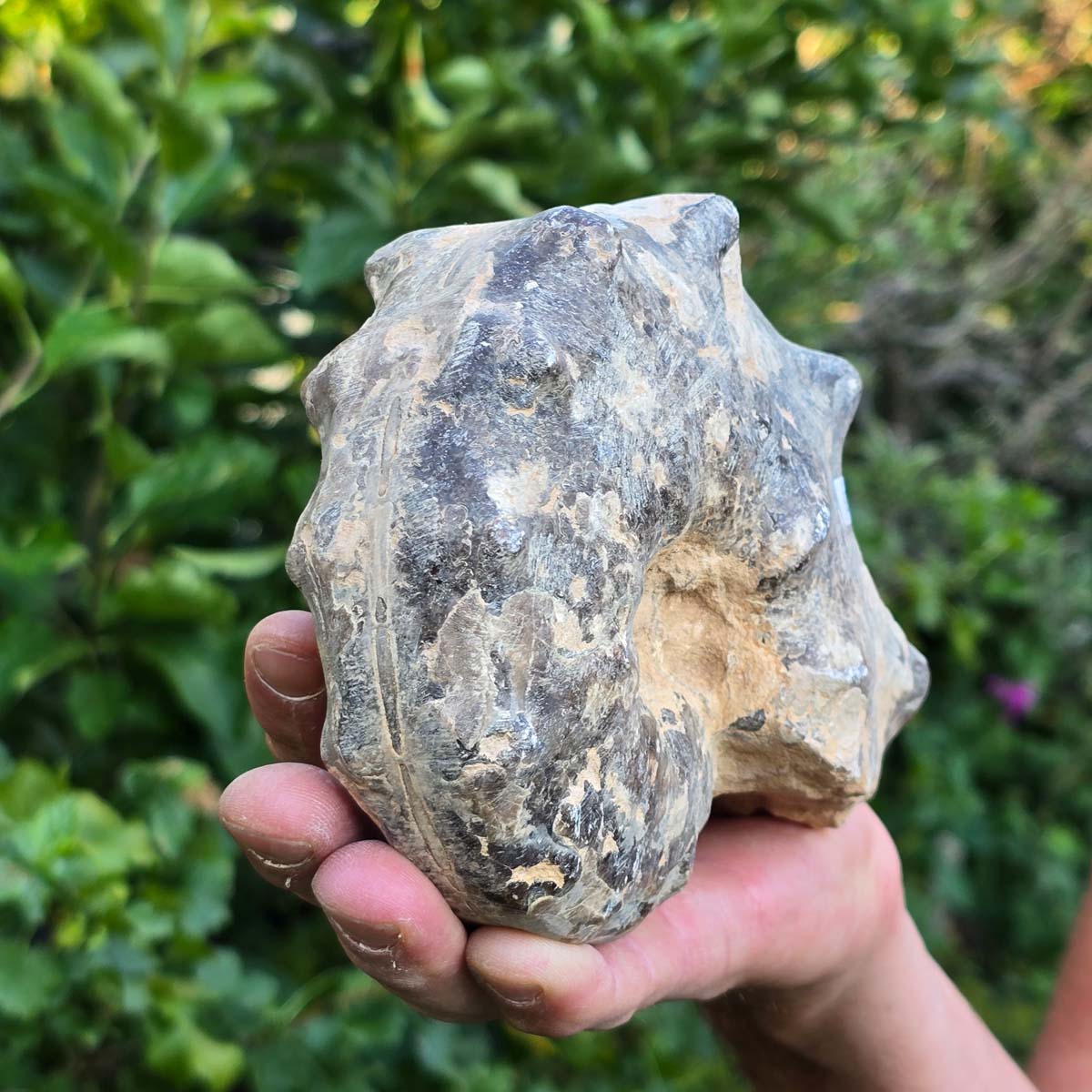 Ammonit - Echtes versteinertes Fossil - 100 Millionen Jahre alt - 15x12x7 cm - NR. 90