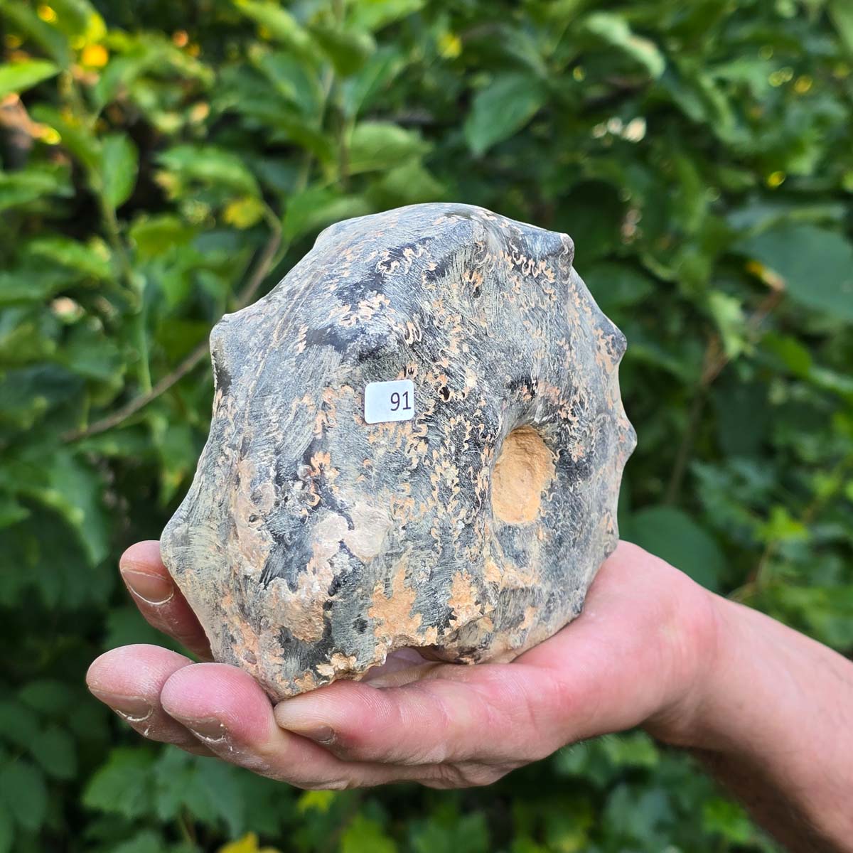Ammonit - Echtes versteinertes Fossil - 100 Millionen Jahre alt - 13x11x6 cm - NR. 91