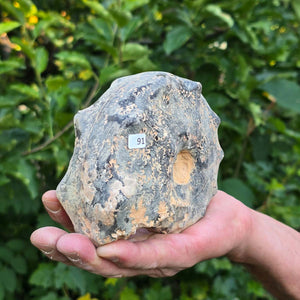 Ammonit - Echtes versteinertes Fossil - 100 Millionen Jahre alt - 13x11x6 cm - NR. 91