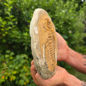 Echter Trilobit Fossil auf Matrix – Naturfund aus Marokko - handpräpariert - 20x15cm - Nr. 91