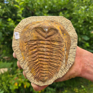 Echter Trilobit Fossil auf Matrix – Naturfund aus Marokko - handpräpariert - 14x13cm - Nr. 92