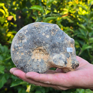 Ammonit - Echtes versteinertes Fossil - 100 Millionen Jahre alt - 14x11x6 cm - NR. 93