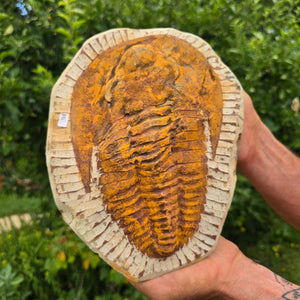 Echter Trilobit Fossil auf Matrix – Naturfund aus Marokko - handpräpariert - 25x18cm - Nr. 94