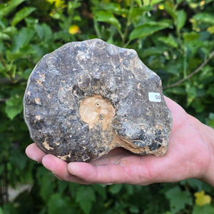Ammonit - Echtes versteinertes Fossil - 100 Millionen Jahre alt - 13x11x6 cm - NR. 94