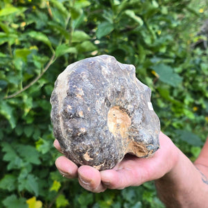 Ammonit - Echtes versteinertes Fossil - 100 Millionen Jahre alt - 13x11x6 cm - NR. 94