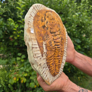 Echter Trilobit Fossil auf Matrix – Naturfund aus Marokko - handpräpariert - 25x18cm - Nr. 94