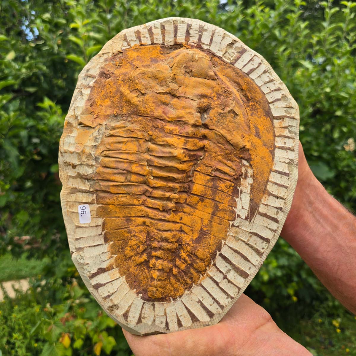 Echter Trilobit Fossil auf Matrix – Naturfund aus Marokko - handpräpariert - 25x18cm - Nr. 96