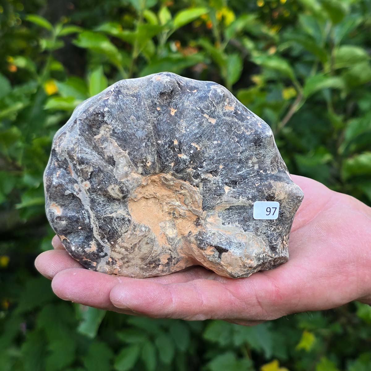 Ammonit - Echtes versteinertes Fossil - 100 Millionen Jahre alt - 12x9x6 cm - NR. 97