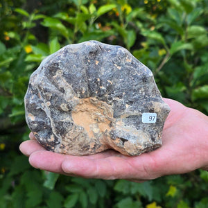 Ammonit - Echtes versteinertes Fossil - 100 Millionen Jahre alt - 12x9x6 cm - NR. 97